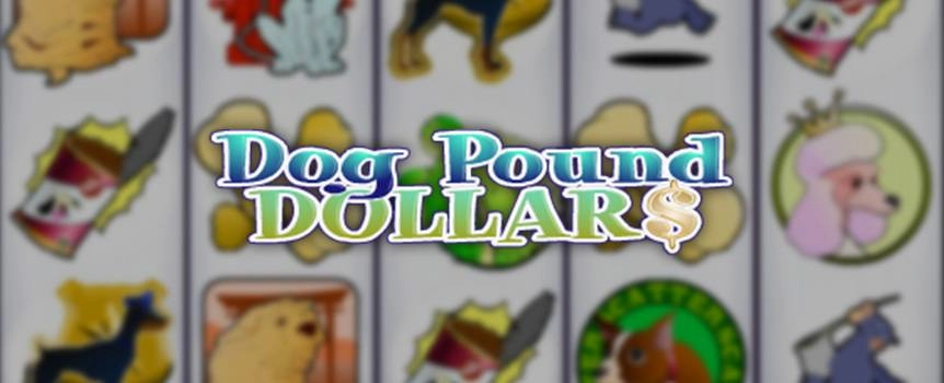 You know what they say, it’s a dog-eat-dog world, and no one knows that better than your fluffy pals in this adorable 5-reel slot game, which features man’s best friend and a gang of dog catchers who’re just trying to make a penny of these poochies. 