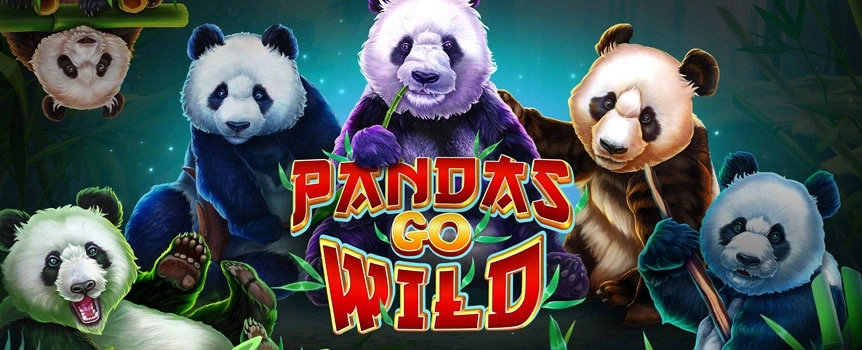 Get up, grab your morning coffee and get on the go to a lucrative panda expedition with Pandas Go Wild.