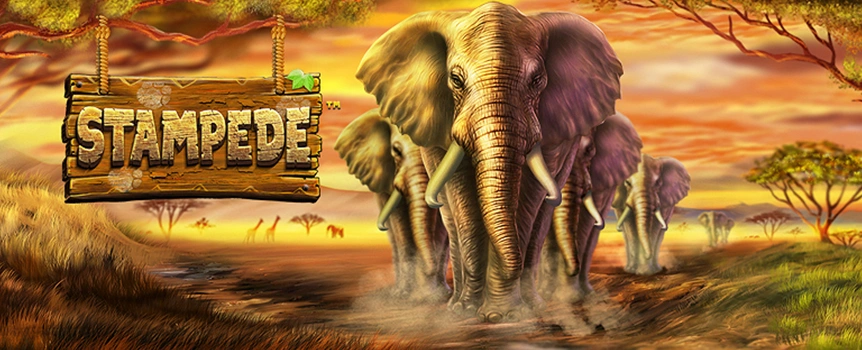 Stampede is a 4 Row, 5 Reel, 1,024 Payline slot filled with Wild Animals and even Wilder Cash Prizes - over 3,800x your stake!